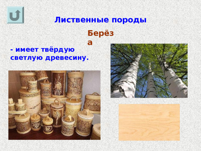 Лиственные породы Берёза - имеет твёрдую светлую древесину. 