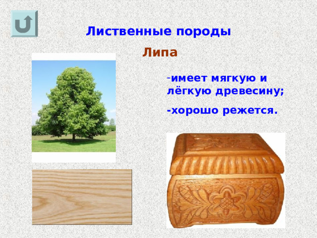 Лиственные породы Липа имеет мягкую и лёгкую древесину; -хорошо режется. 