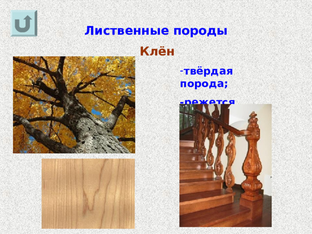 Лиственные породы Клён твёрдая порода; -режется тяжело. 