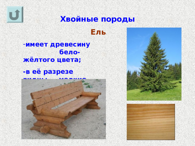 Хвойные породы Ель имеет древесину бело-жёлтого цвета; -в её разрезе видны мелкие сучки. 