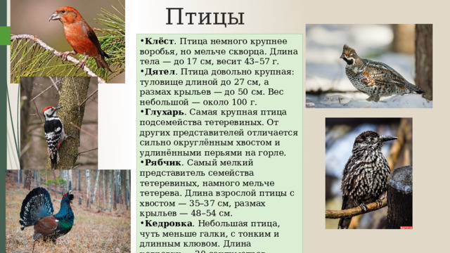 Птицы Тайги Клёст . Птица немного крупнее воробья, но мельче скворца. Длина тела — до 17 см, весит 43–57 г.  Дятел . Птица довольно крупная: туловище длиной до 27 см, а размах крыльев — до 50 см. Вес небольшой — около 100 г.  Глухарь . Самая крупная птица подсемейства тетеревиных. От других представителей отличается сильно округлённым хвостом и удлинёнными перьями на горле. Рябчик . Самый мелкий представитель семейства тетеревиных, намного мельче тетерева. Длина взрослой птицы с хвостом — 35–37 см, размах крыльев — 48–54 см. Кедровка . Небольшая птица, чуть меньше галки, с тонким и длинным клювом. Длина кедровки — 30 сантиметров, хвоста — 11 сантиметров. Вес — 125–190 граммов. 
