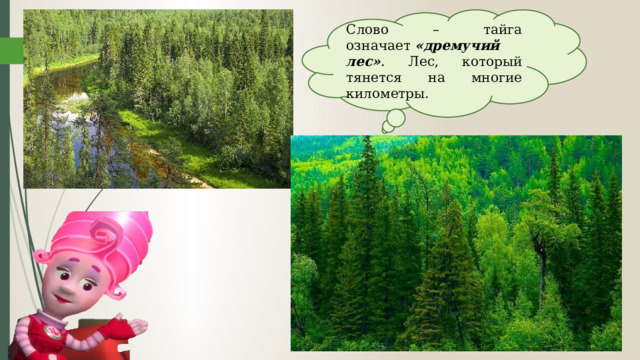 Слово – тайга означает  «дремучий лес» . Лес, который тянется на многие километры.   