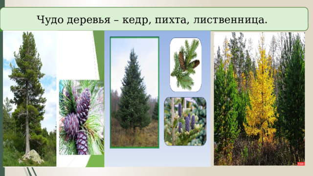Чудо деревья – кедр, пихта, лиственница. 