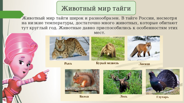 Животный мир тайги  Животный мир тайги широк и разнообразен. В тайге России, несмотря на низкие температуры, достаточно много животных, которые обитают тут круглый год. Животные давно приспособились к особенностям этих мест. 