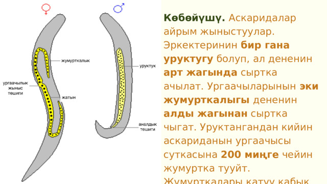 Көбөйүшү. Аскаридалар айрым жыныстуулар. Эркектеринин бир гана уруктугу болуп, ал дененин арт жагында сыртка ачылат. Ургаачыларынын эки жумурткалыгы дененин алды жагынан сыртка чыгат. Уруктангандан кийин аскариданын ургаачысы суткасына 200 миңге чейин жумуртка тууйт. Жумурткалары катуу кабык менен капталган. 