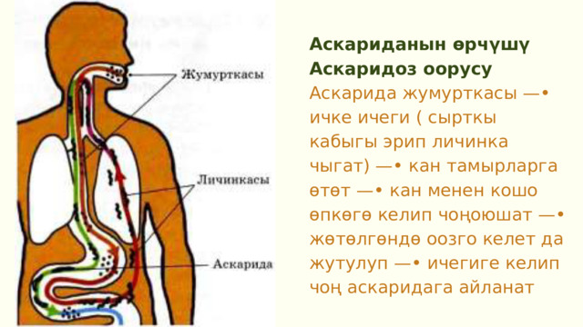 Аскариданын өрчүшү Аскаридоз оорусу Аскарида жумурткасы —• ичке ичеги ( сырткы кабыгы эрип личинка чыгат) —• кан тамырларга өтөт —• кан менен кошо өпкөгө келип чоңоюшат —• жөтөлгөндө оозго келет да жутулуп —• ичегиге келип чоң аскаридага айланат 