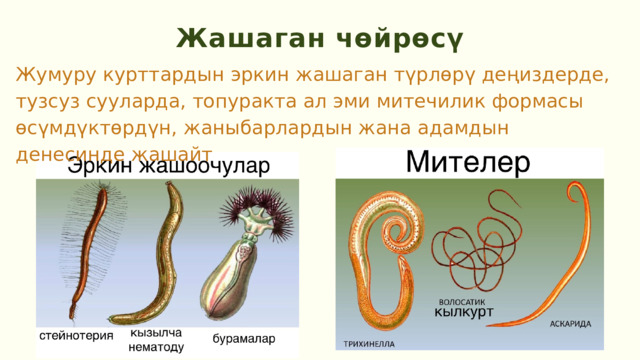 Жашаган чөйрөсү Жумуру курттардын эркин жашаган түрлөрү деңиздерде, тузсуз сууларда, топуракта ал эми митечилик формасы өсүмдүктөрдүн, жаныбарлардын жана адамдын денесинде жашайт 