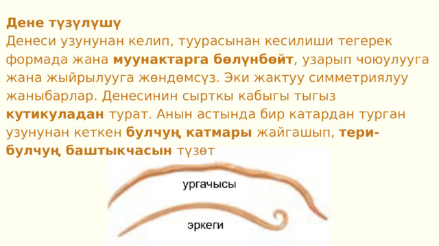 Дене түзүлүшү Денеси узунунан келип, туурасынан кесилиши тегерек формада жана муунактарга бөлүнбөйт , узарып чоюулууга жана жыйрылууга жөндөмсүз. Эки жактуу симметриялуу жаныбарлар. Денесинин сырткы кабыгы тыгыз кутикуладан турат. Анын астында бир катардан турган узунунан кеткен булчуң катмары жайгашып, тери-булчуң баштыкчасын түзөт 