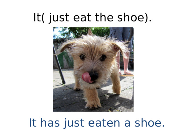 It( just eat the shoe). It has just eaten a shoe. 