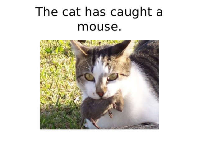 The cat has caught a mouse. 