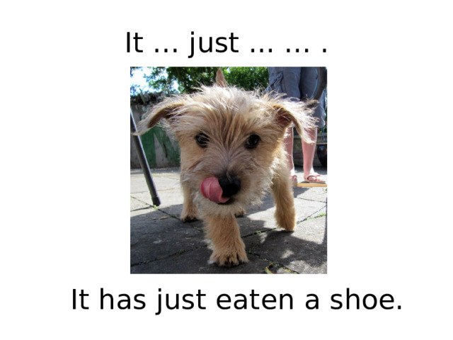 It … just ... … . It has just eaten a shoe. 