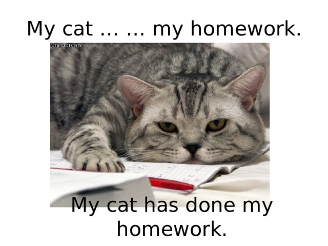 My cat … … my homework. My cat has done my homework. 