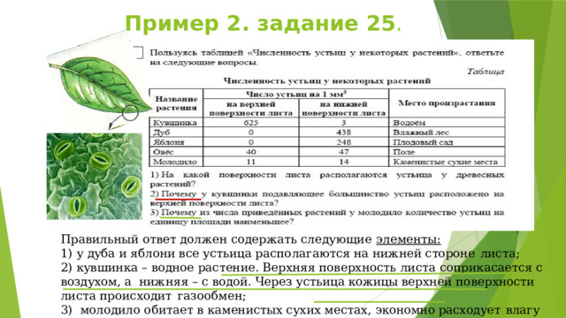 Пример 2. задание 25 . Правильный ответ должен содержать следующие  элементы:  у дуба и яблони все устьица располагаются на нижней стороне  листа;  кувшинка – водное растение. Верхняя поверхность листа соприкасается с воздухом, а нижняя – с водой. Через устьица кожицы верхней поверхности листа происходит  газообмен;  молодило обитает в каменистых сухих местах, экономно расходует  влагу 