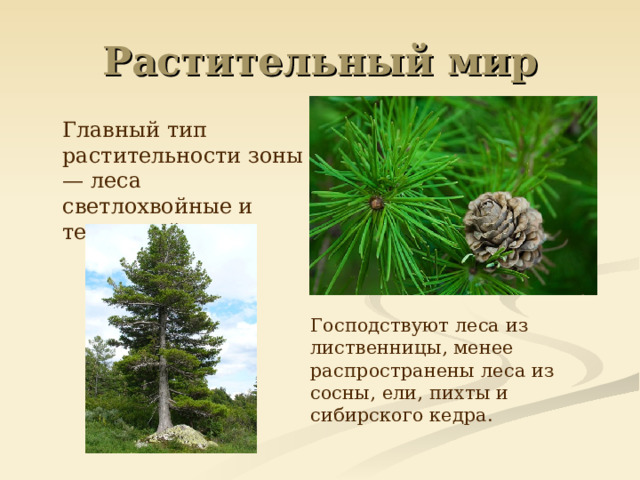 Растительный мир  Главный тип растительности зоны — леса светлохвойные и темнохвойные.  Господствуют леса из лиственницы, менее распространены леса из сосны, ели, пихты и сибирского кедра.  