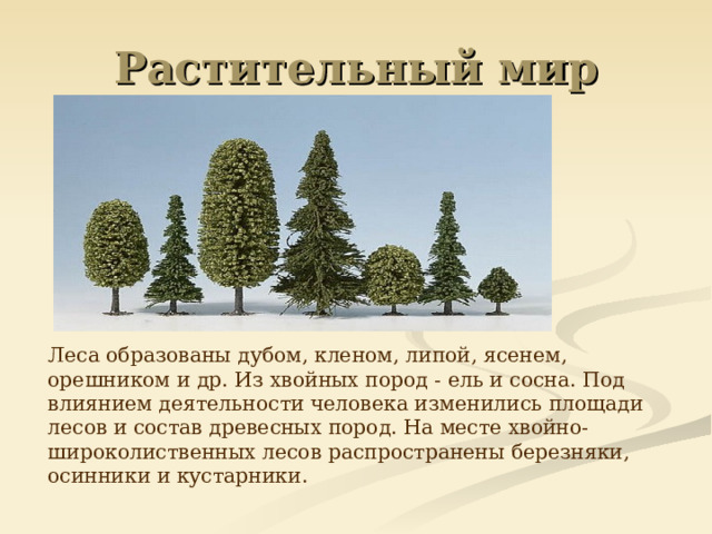 Растительный мир  Леса образованы дубом, кленом, липой, ясенем, орешником и др. Из хвойных пород - ель и сосна. Под влиянием деятельности человека изменились площади лесов и состав древесных пород. На месте хвойно-широколиственных лесов распространены березняки, осинники и кустарники.  