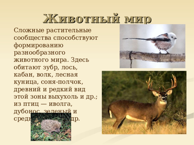 Животный мир  Сложные растительные сообщества способствуют формированию разнообразного животного мира. Здесь обитают зубр, лось, кабан, волк, лесная куница, соня-полчок, древний и редкий вид этой зоны выхухоль и др.; из птиц — иволга, дубонос, зеленый и средний дятлы и др. 