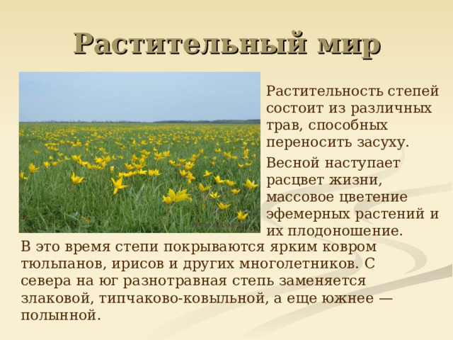 Растительный мир  Растительность степей состоит из различных трав, способных переносить засуху.  Весной наступает расцвет жизни, массовое цветение эфемерных растений и их плодоношение.  В это время степи покрываются ярким ковром тюльпанов, ирисов и других многолетников. С севера на юг разнотравная степь заменяется злаковой, типчаково-ковыльной, а еще южнее — полынной.  