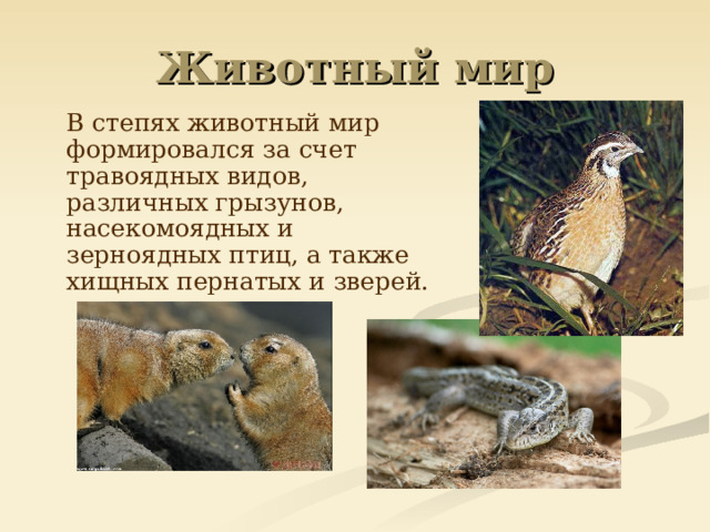 Животный мир  В степях животный мир формировался за счет травоядных видов, различных грызунов, насекомоядных и зерноядных птиц, а также хищных пернатых и зверей. 
