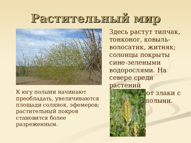 Растительный мир  Здесь растут типчак, тонконог, ковыль-волосатик, житняк; солонцы покрыты сине-зелеными водорослями. На севере среди растений преобладают злаки с примесью полыни.  К югу полыни начинают преобладать, увеличиваются площади солянок, эфемеров; растительный покров становится более разреженным. 
