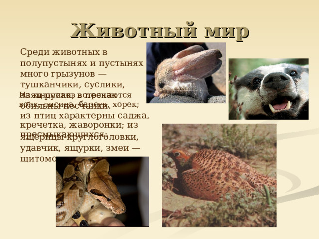 Животный мир  Среди животных в полупустынях и пустынях много грызунов — тушканчики, суслики, заяц-русак, в песках обильны песчанки.  Из хищников встречаются волк, лисица, барсук, хорек;  из птиц характерны саджа, кречетка, жаворонки; из пресмыкающихся:  ящерицы-круглоголовки, удавчик, ящурки, змеи — щитомордник и стрела. 