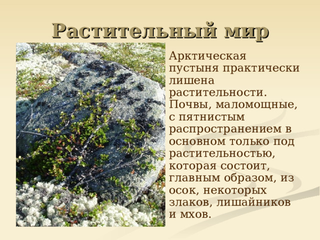 Растительный мир  Арктическая пустыня практически лишена растительности. Почвы, маломощные, с пятнистым распространением в основном только под растительностью, которая состоит, главным образом, из осок, некоторых злаков, лишайников и мхов. 