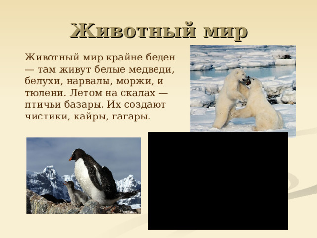 Животный мир   Животный мир крайне беден — там живут белые медведи, белухи, нарвалы, моржи, и тюлени. Летом на скалах — птичьи базары. Их создают чистики, кайры, гагары. 