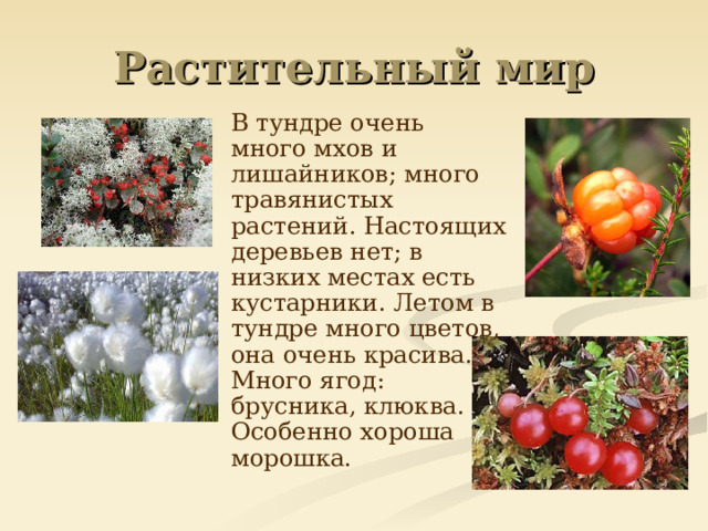 Растительный мир  В тундре очень много мхов и лишайников; много травянистых растений. Настоящих деревьев нет; в низких местах есть кустарники. Летом в тундре много цветов, она очень красива. Много ягод: брусника, клюква. Особенно хороша морошка. 