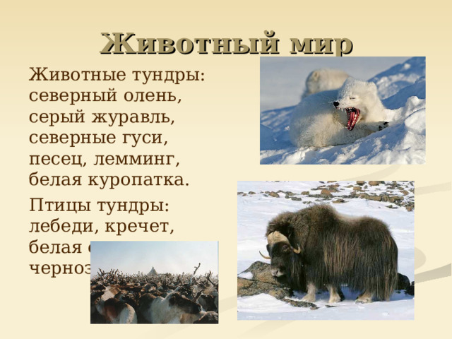 Животный мир  Животные тундры: северный олень, серый журавль, северные гуси, песец, лемминг, белая куропатка.  Птицы тундры: лебеди, кречет, белая сова, кулик чернозобик.  