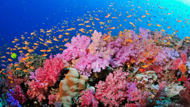 Коралловое море — море, которое часто называют разноцветным. В его глубине скрывается Большой барьерный риф, который образовался благодаря тысячам коралловых колоний. Ветви кораллов разноцветные, они становятся пристанищем для множества ярких тропических рыб и других морских существ. 