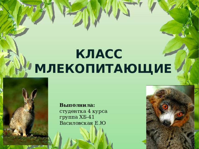  КЛАСС  МЛЕКОПИТАЮЩИЕ   Выполнила: студентка 4 курса группа ХБ-41 Василовская Е.Ю   