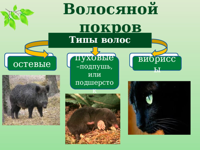 Волосяной покров Типы волос остевые пуховые –подпушь, или подшерсток вибриссы 
