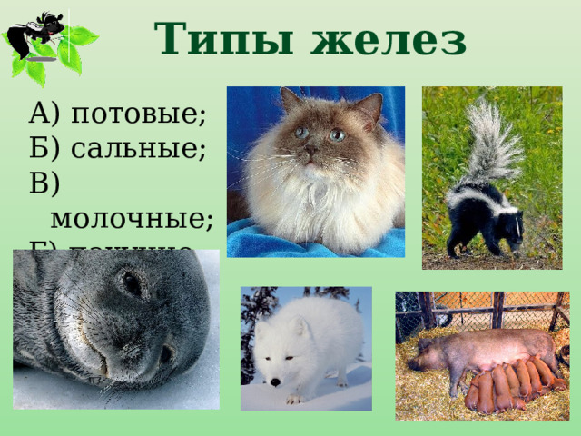 Типы желез А) потовые; Б) сальные; В) молочные; Г) пахучие. 