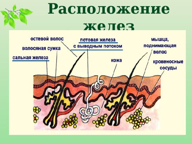 Расположение желез 