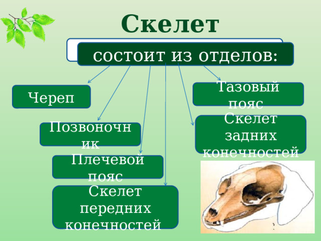 Скелет состоит из отделов: Тазовый пояс Череп Скелет задних конечностей Позвоночник Плечевой пояс Скелет передних конечностей 