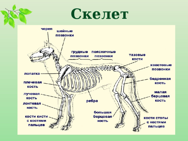 Скелет 