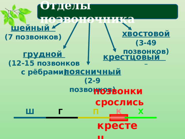 Отделы позвоночника шейный (7 позвонков) хвостовой (3-49 позвонков)  грудной (12-15 позвонков с рёбрами) крестцовый поясничный (2-9 позвонков)  позвонки срослись Ш Г П К Х крестец 