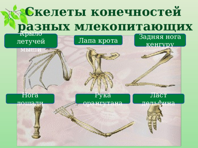 Скелеты конечностей  разных млекопитающих Крыло летучей мыши Задняя нога кенгуру Лапа крота Нога лошади Рука орангутана Ласт дельфина 