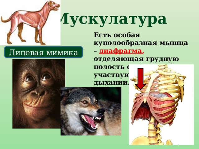 Мускулатура Есть особая куполообразная мышца – диафрагма ,  отделяющая грудную полость от брюшной и участвующая в дыхании. Лицевая мимика 