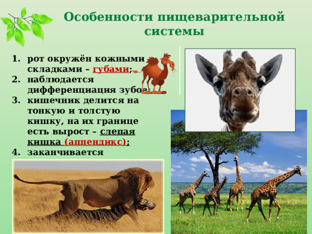 Особенности пищеварительной системы рот окружён кожными складками – губами ; наблюдается дифференциация зубов; кишечник делится на тонкую и толстую кишку, на их границе есть вырост – слепая кишка (аппендикс) ; заканчивается анальным отверстием .  