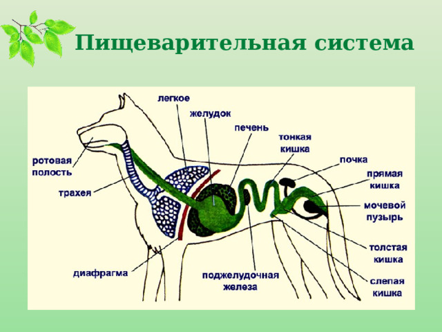 Пищеварительная система 