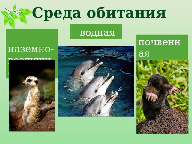Среда обитания  водная  наземно- воздушная почвенная 