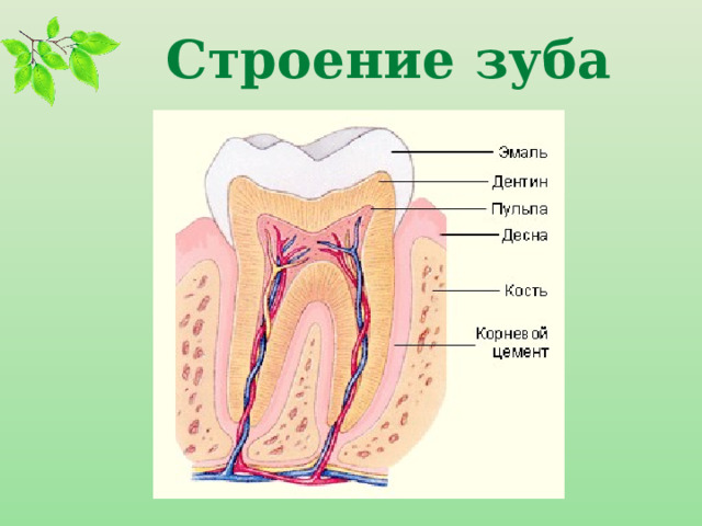 Строение зуба 