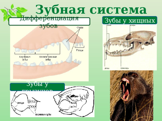 Зубная система Зубы у хищных Дифференциация зубов Зубы у грызунов 