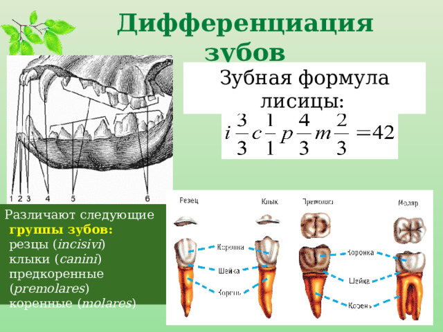 зубная формула лисицы имеет следующий вид:      Дифференциация зубов Зубная формула лисицы:   Различают следующие группы зубов:   резцы ( incisivi )    клыки ( canini )  предкоренные ( premolares )  коренные ( molares )  