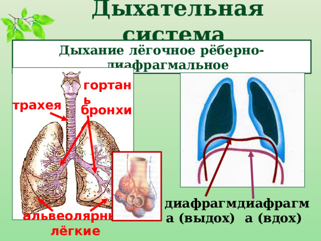 Дыхательная система Дыхание лёгочное рёберно-диафрагмальное гортань трахея бронхи диафрагма (выдох) диафрагма (вдох) альвеолярные лёгкие 