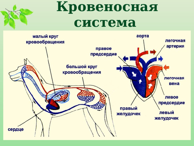 Кровеносная система 