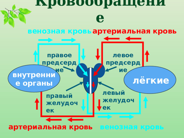 Кровообращение артериальная кровь венозная кровь правое предсердие левое предсердие внутренние органы лёгкие левый желудочек правый желудочек венозная кровь артериальная кровь 