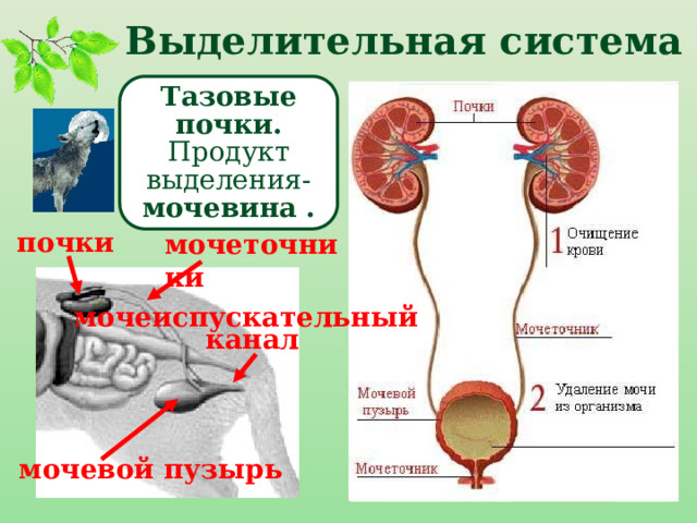  Выделительная система Тазовые почки. Продукт выделения- мочевина . почки мочеточники мочеиспускательный  канал мочевой пузырь 