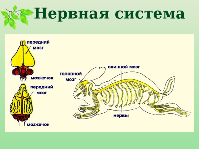 Нервная система 