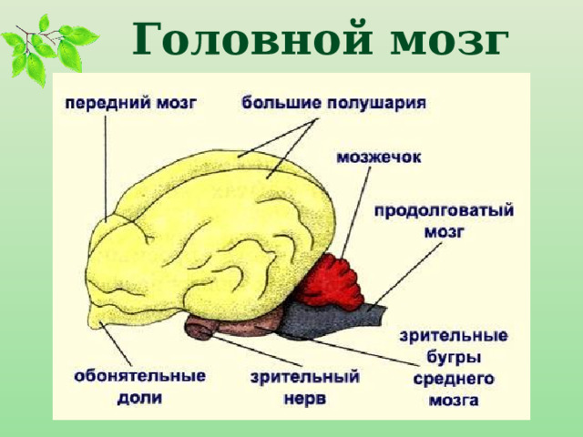 Головной мозг 